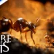 Empire of the Ants